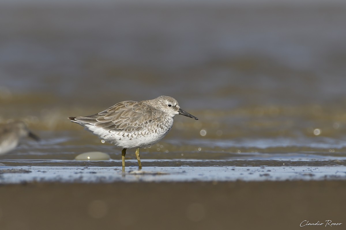 Red Knot - ML614186454