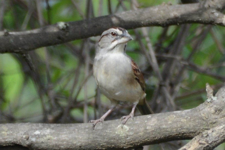 Tumbes Sparrow - Cathy Pasterczyk