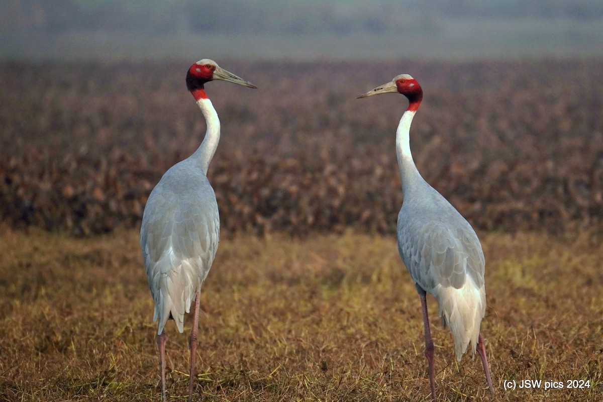 Sarus Crane - ML614186567