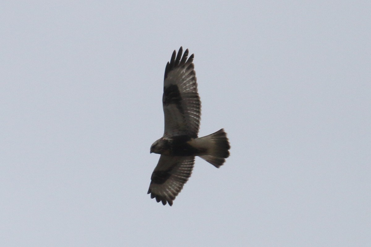 Rough-legged Hawk - ML614186593