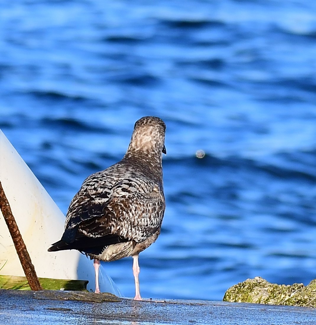 Ring-billed Gull - ML614186622