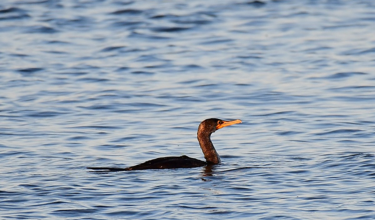 Double-crested Cormorant - ML614186635