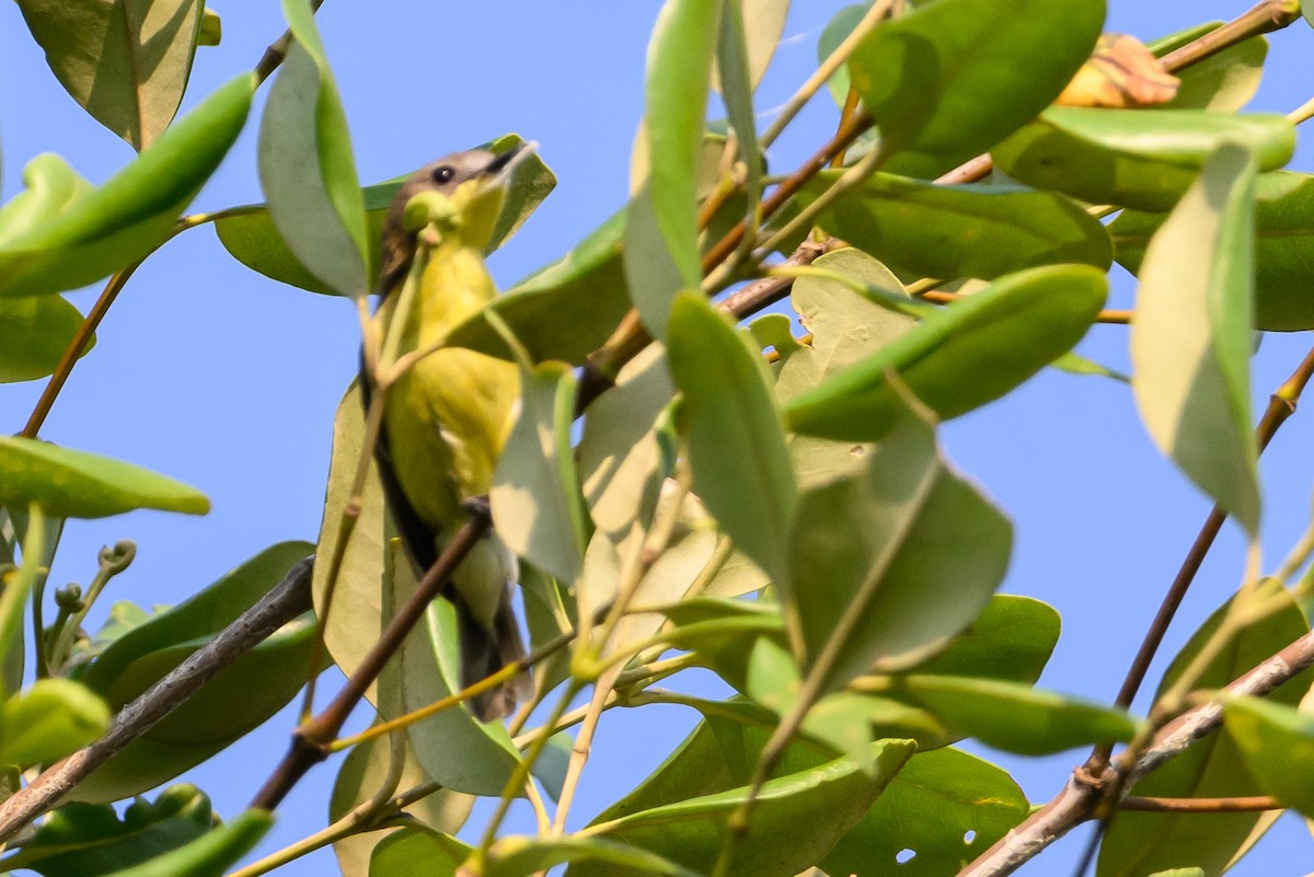 Golden-bellied Gerygone - ML614186650