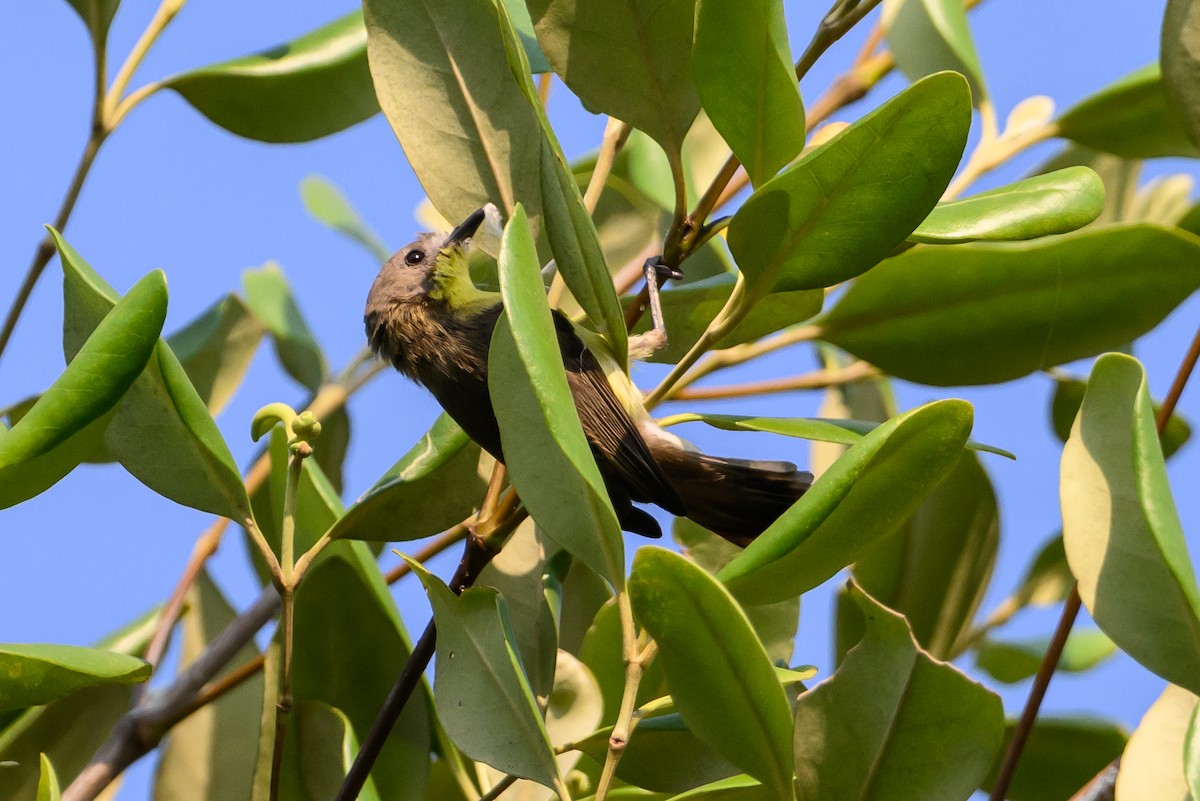 Golden-bellied Gerygone - ML614186652