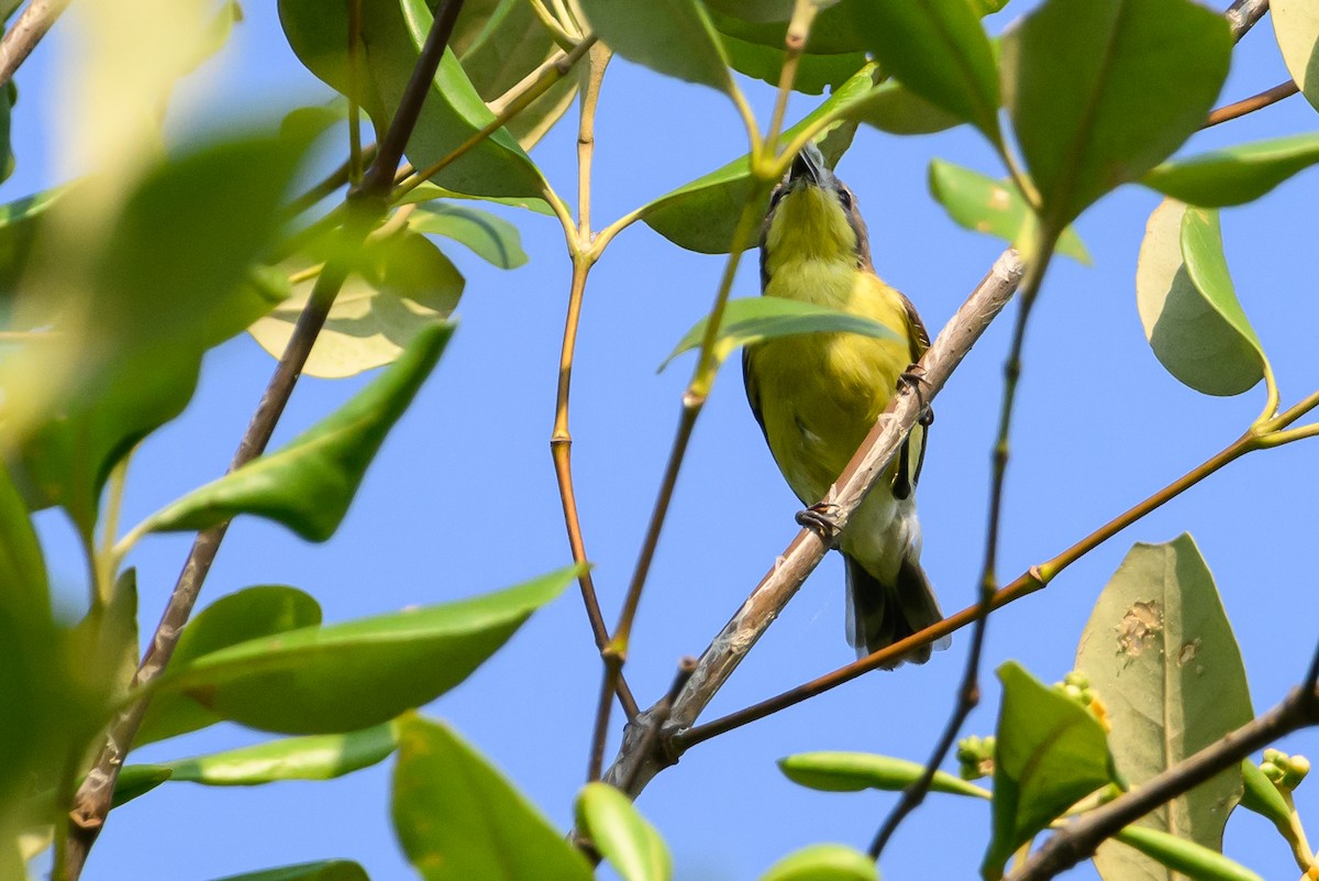 Golden-bellied Gerygone - Stephen Davies