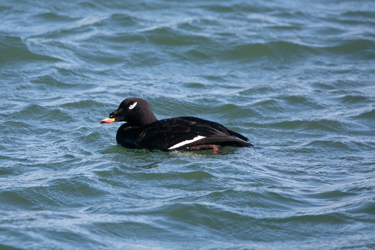 White-winged Scoter - ML614186708