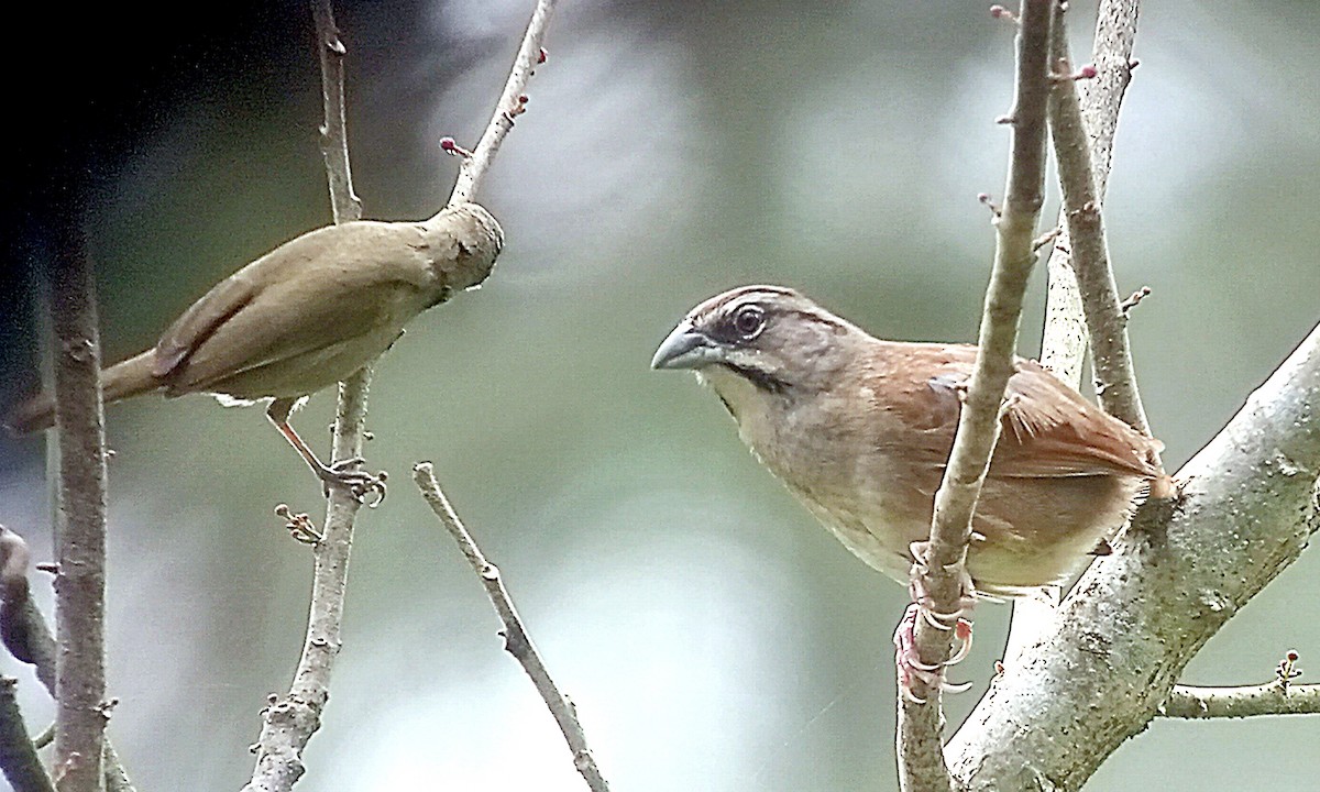 Rusty Sparrow - ML614186821