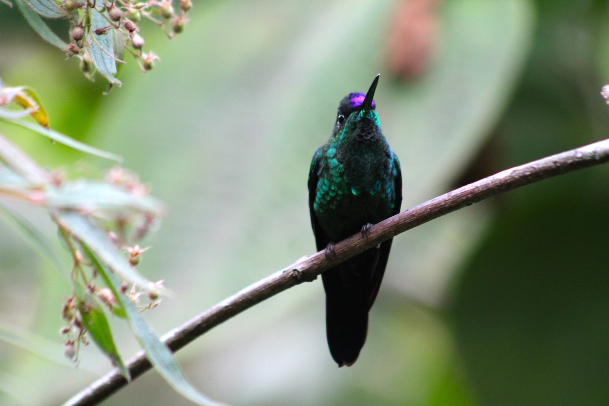 kolibřík fialovočelý - ML614186918
