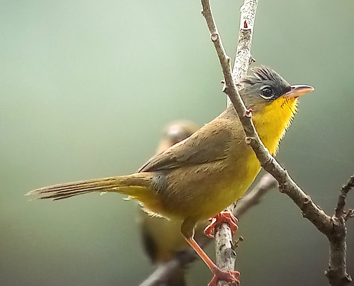 Gray-crowned Yellowthroat - ML614186925