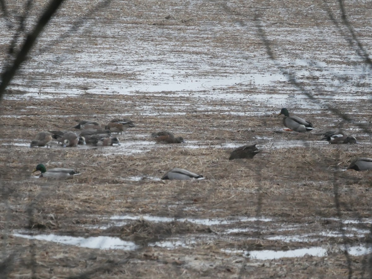 American Wigeon - ML614186930