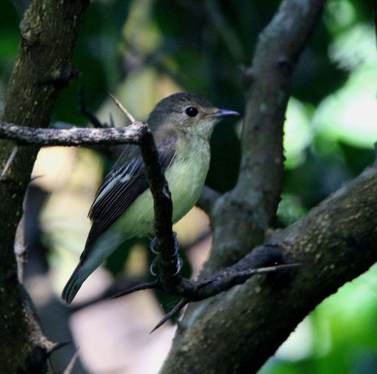 Yellow-rumped Flycatcher - ML614186967