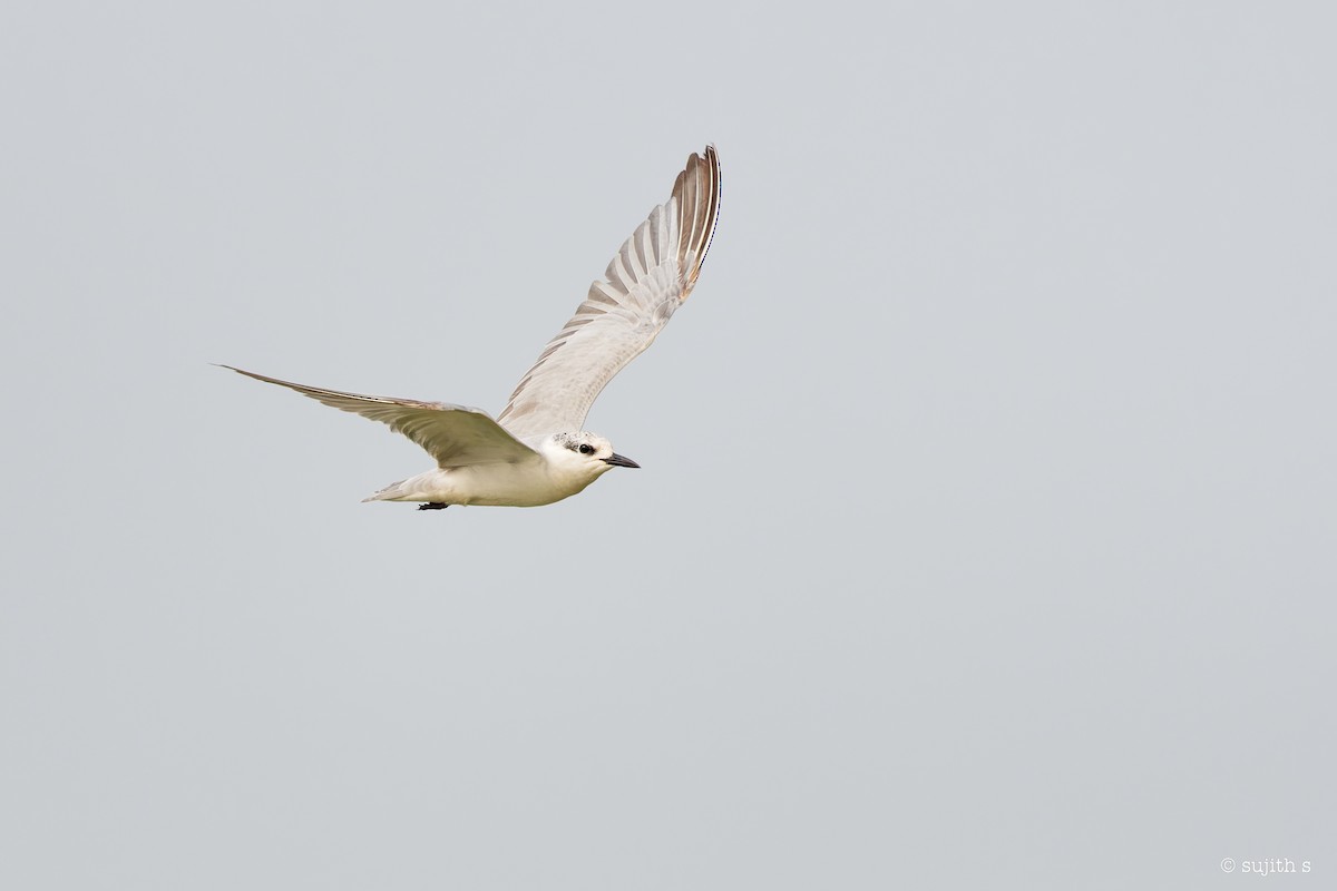 Great Crested Tern - ML614186992
