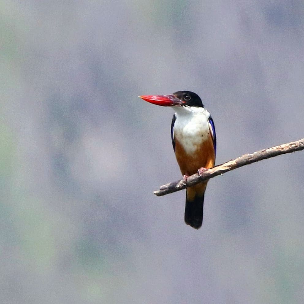 Black-capped Kingfisher - ML614187001