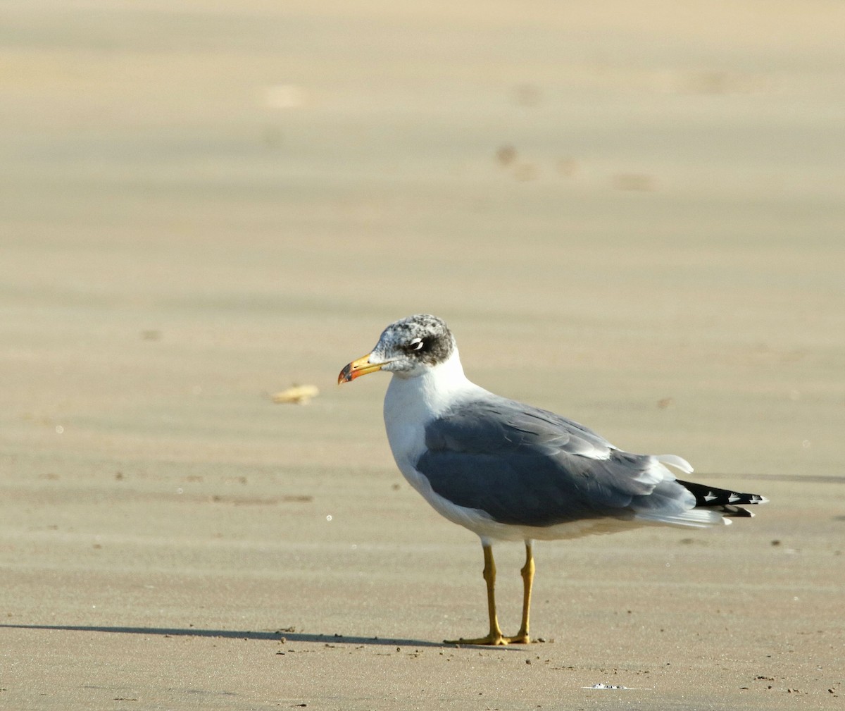 Pallas's Gull - ML614187034