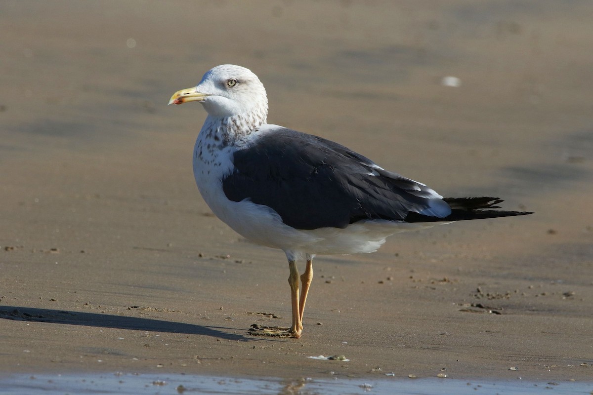 Lesser Black-backed Gull - ML614187037