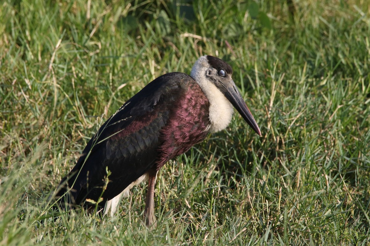 Asian Woolly-necked Stork - ML614187049