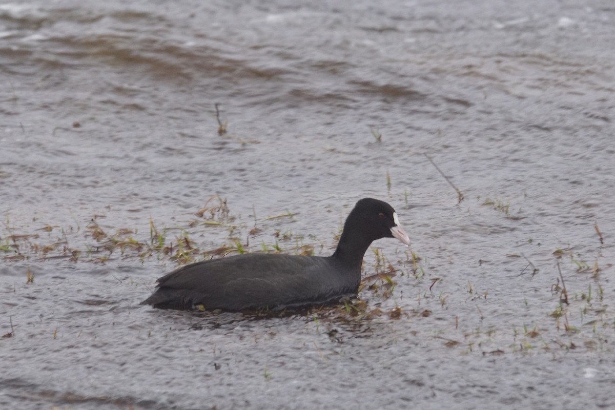 Eurasian Coot - ML614187050