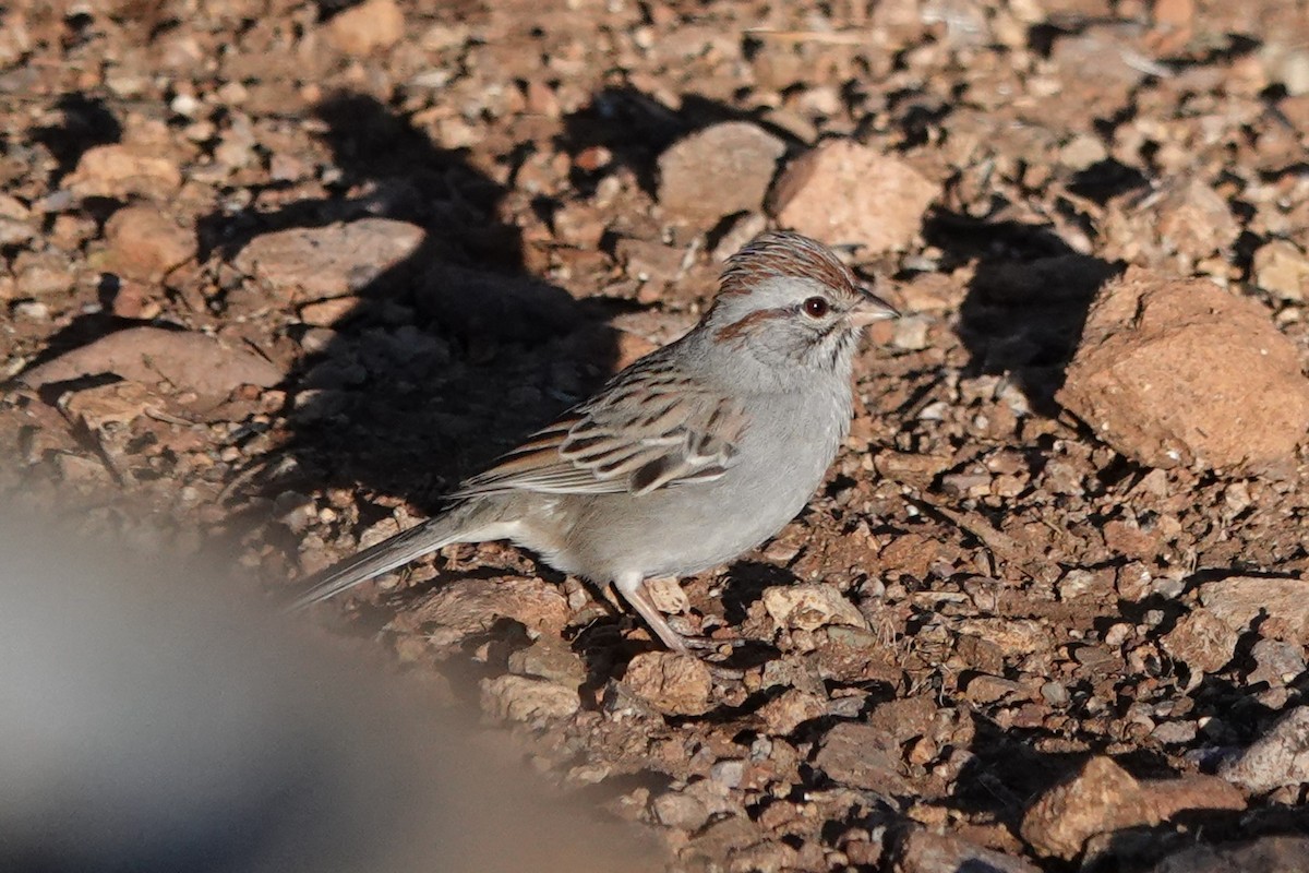 Rufous-winged Sparrow - ML614187063