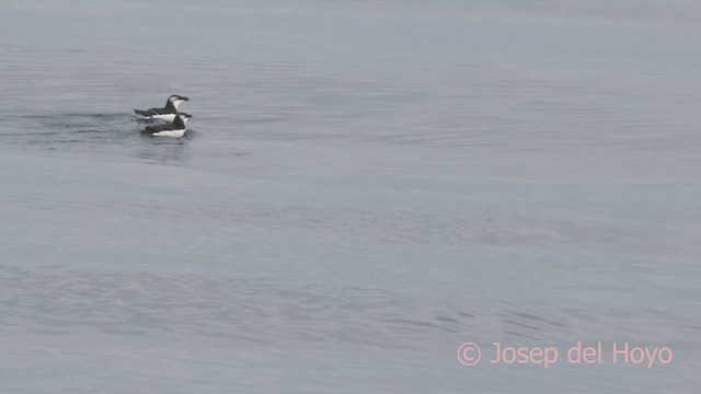 Razorbill - ML614187064