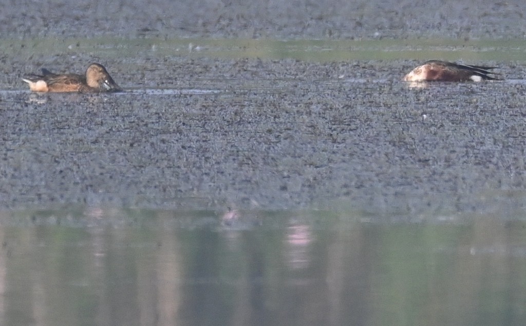 Northern Shoveler - Nanda Ramesh