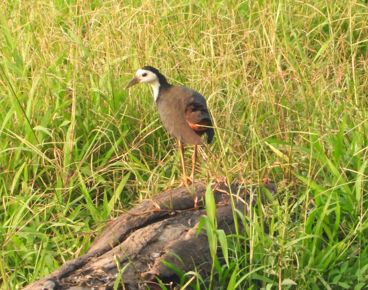 White-breasted Waterhen - ML614187127