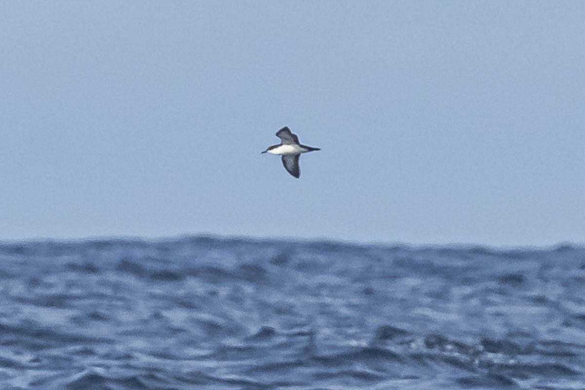 Galapagos Shearwater (Light-winged) - Amed Hernández