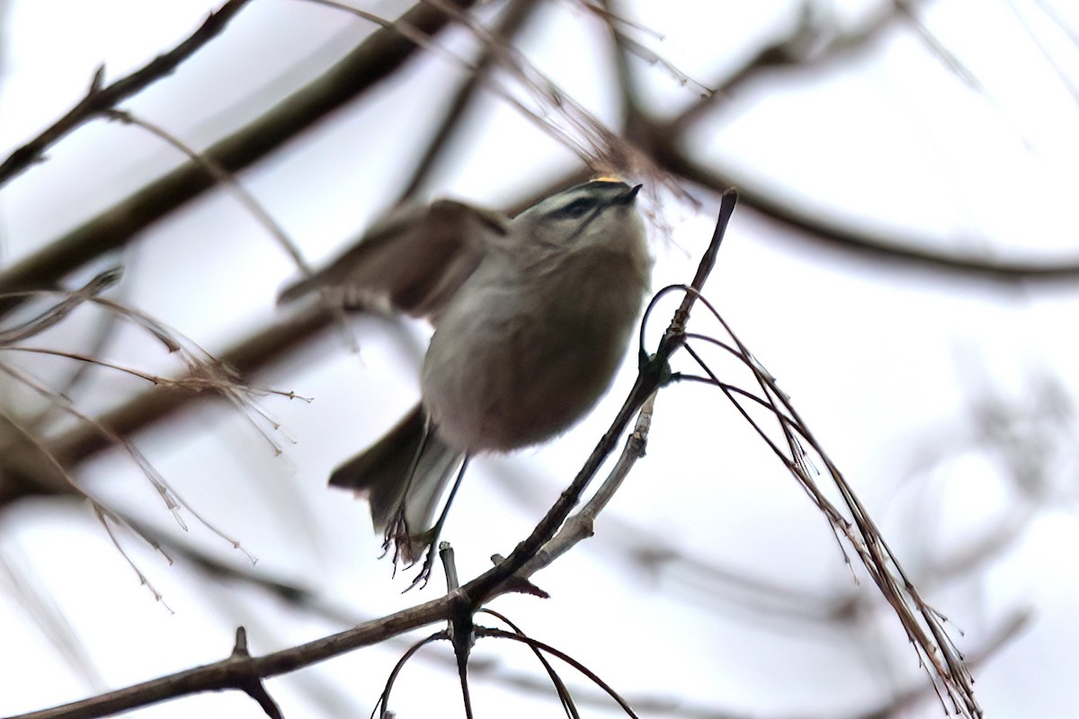 Golden-crowned Kinglet - ML614187162