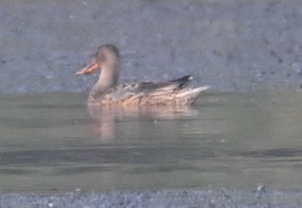 Northern Shoveler - ML614187185