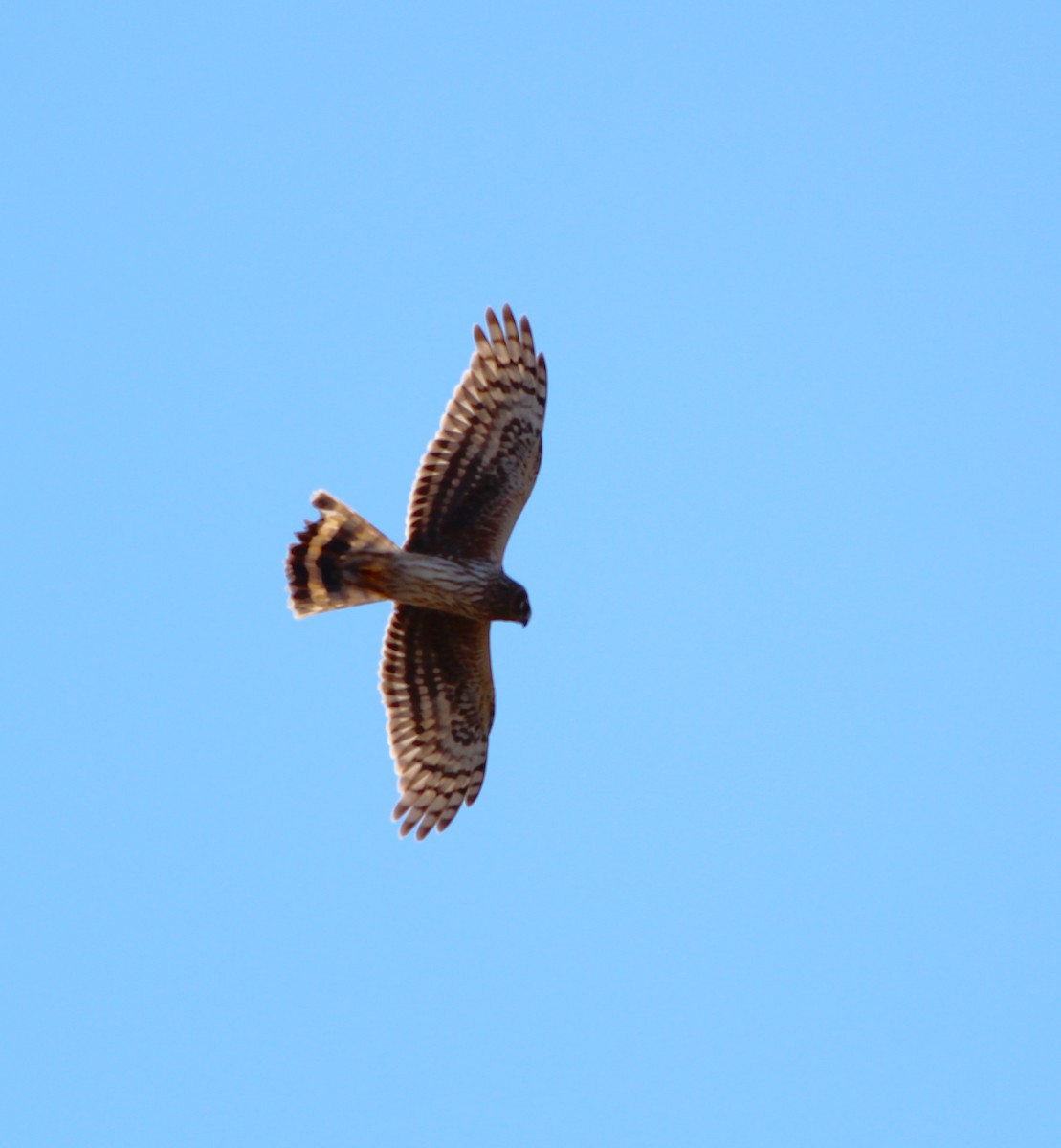 Hen Harrier - ML614187203