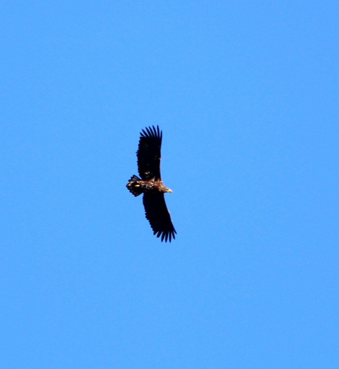 White-tailed Eagle - ML614187207