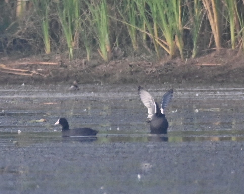 Eurasian Coot - ML614187211