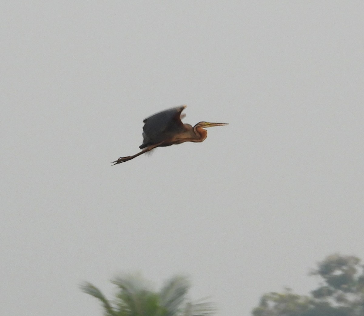Purple Heron - Bindu Krishnan