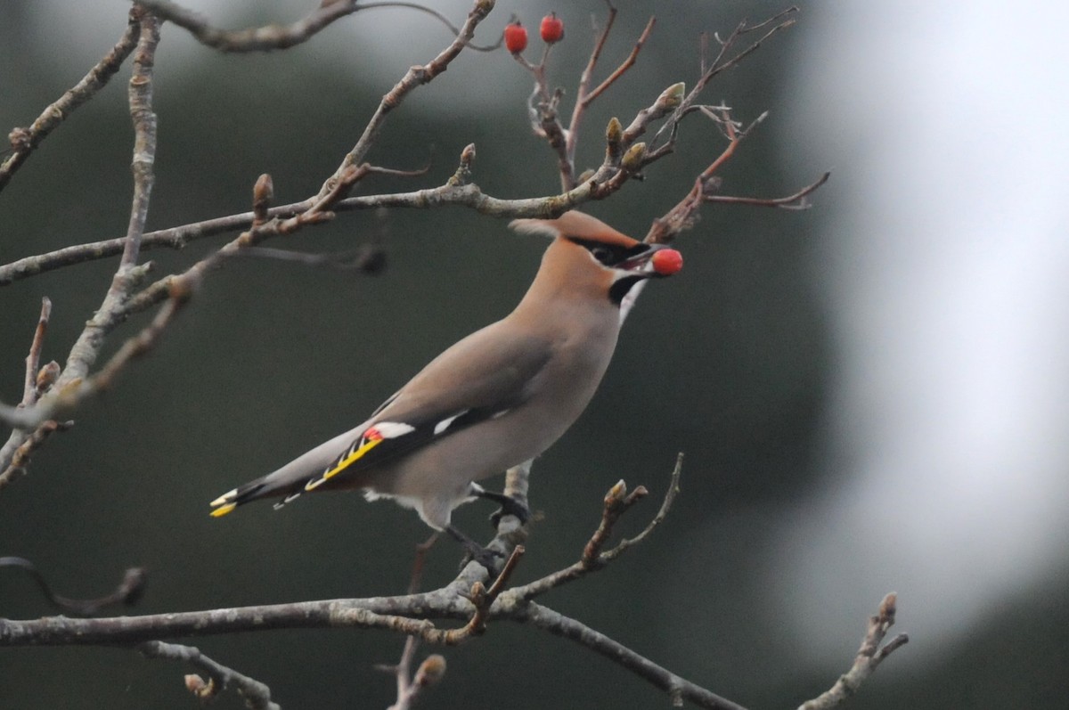 Bohemian Waxwing - ML614187254