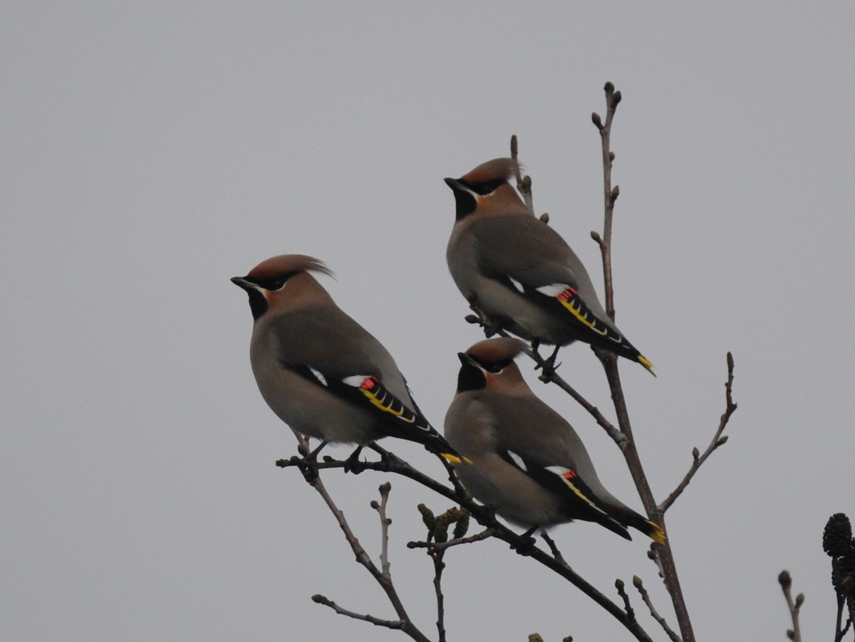 Bohemian Waxwing - ML614187255