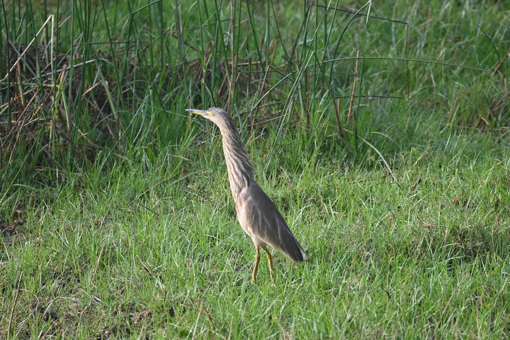 Indian Pond-Heron - Nanda Ramesh