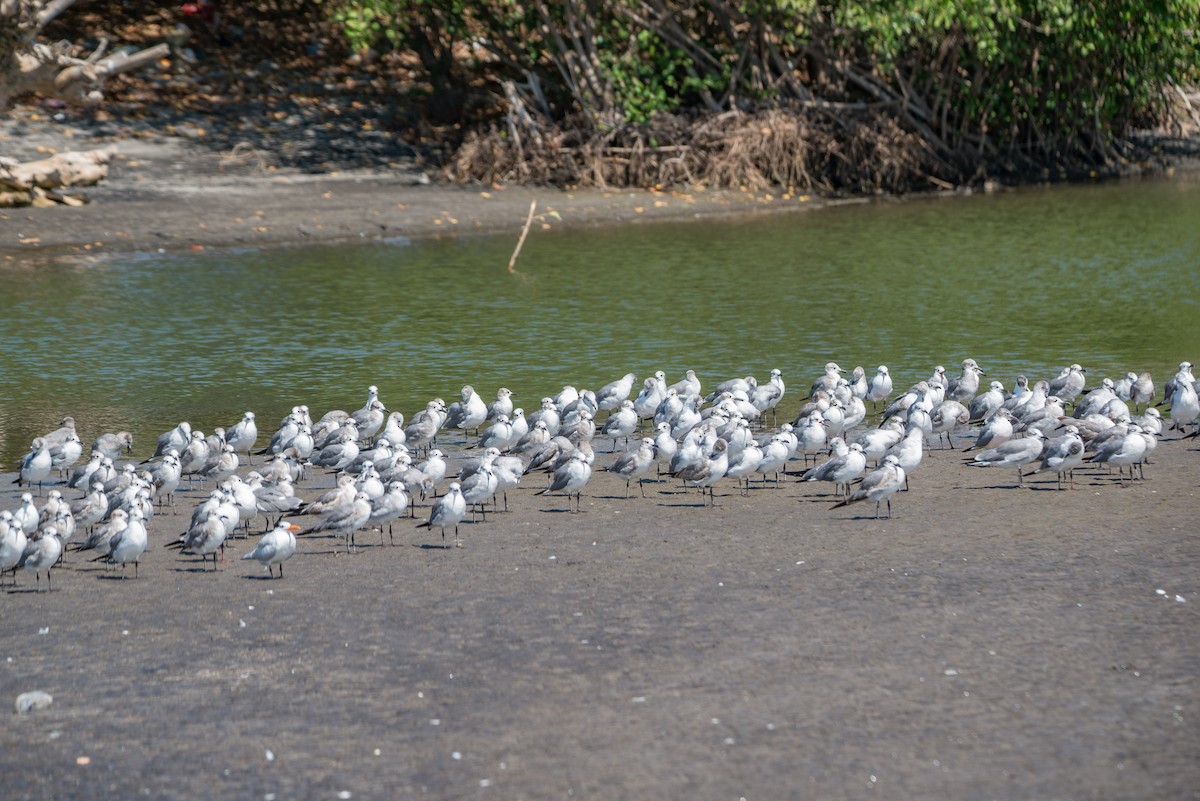 Laughing Gull - ML614187302