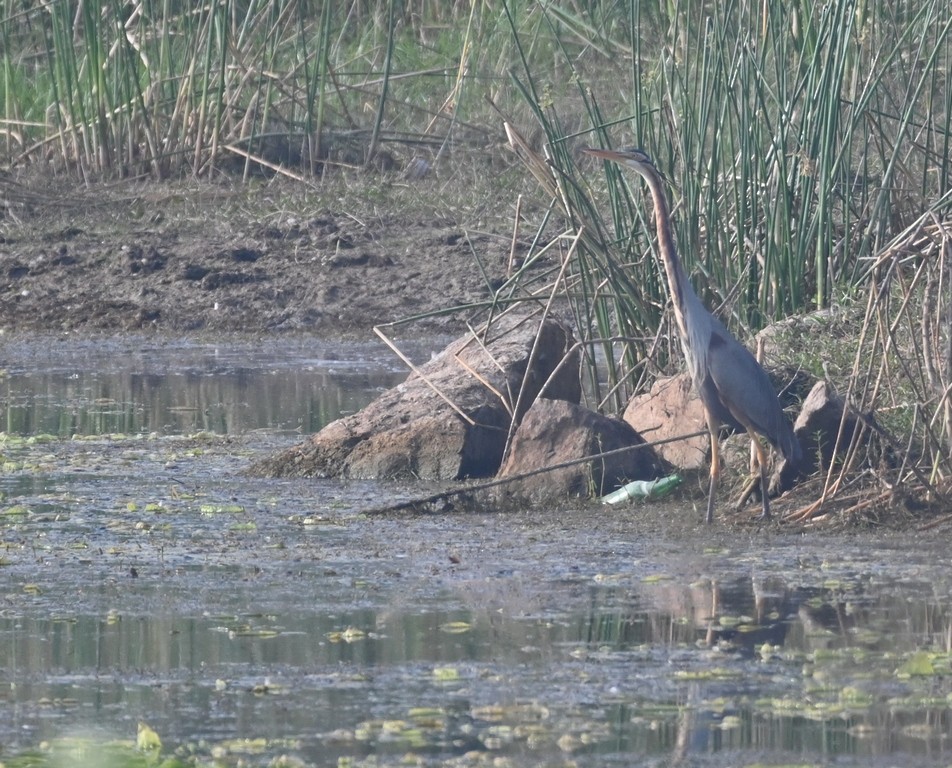 Purple Heron - Nanda Ramesh