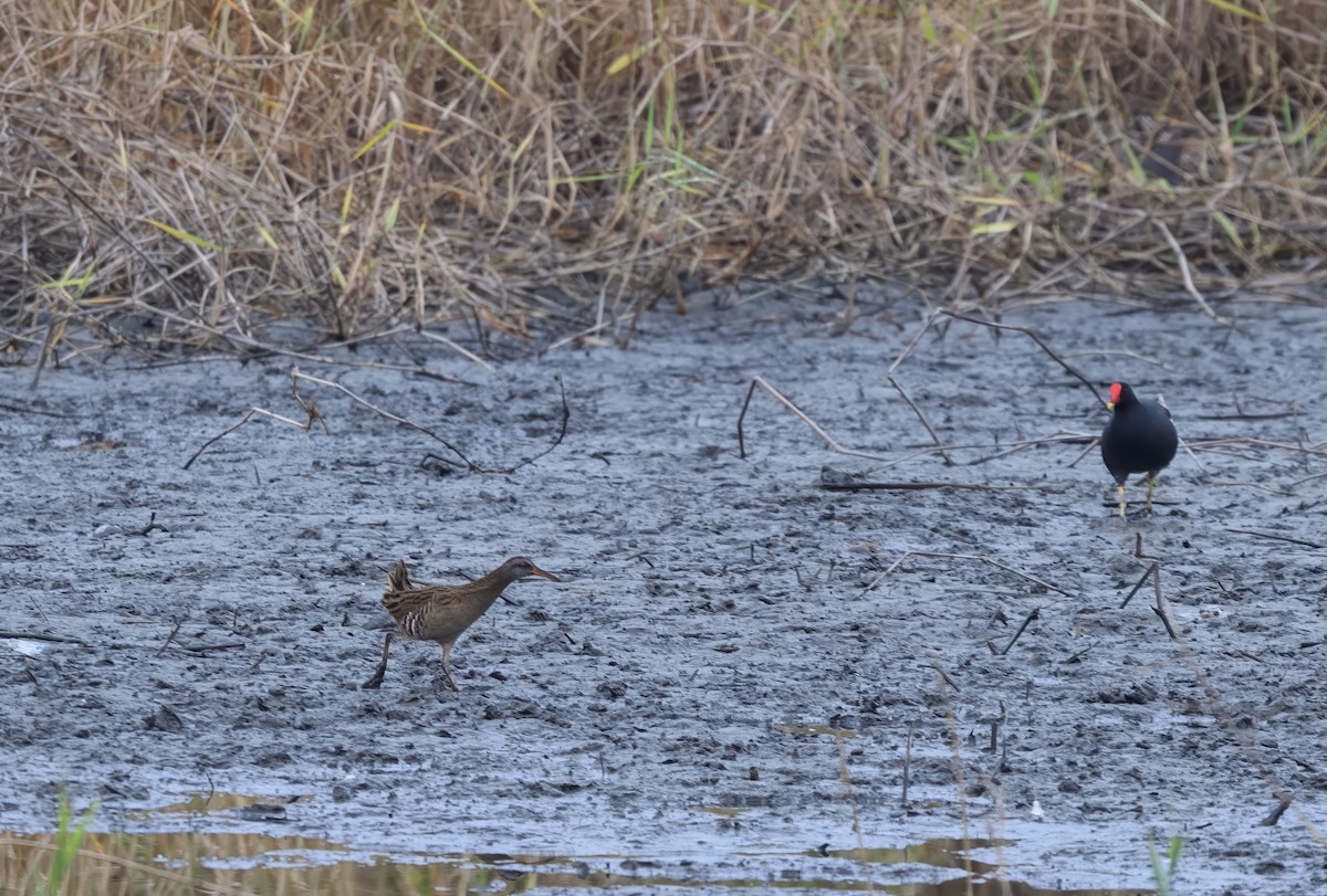 Brown-cheeked Rail - ML614187322