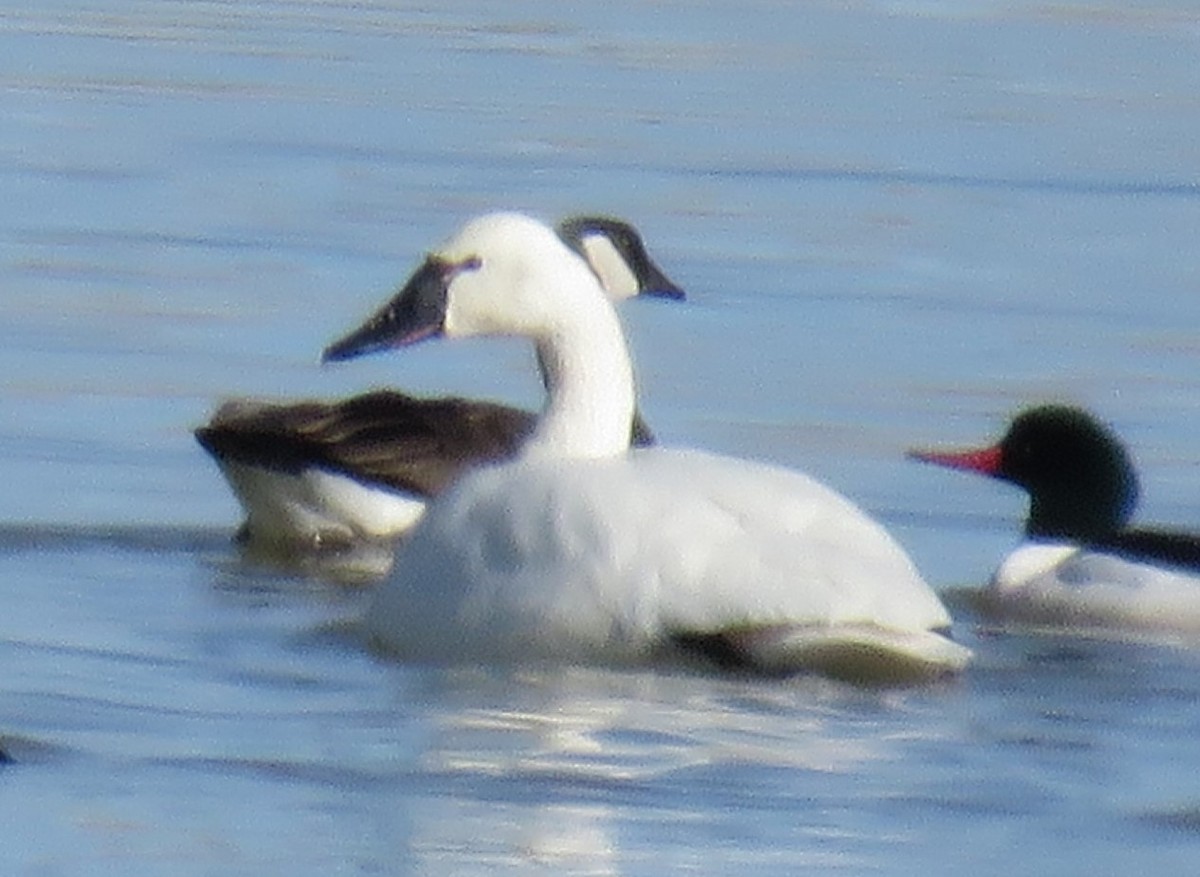 Tundra Swan - ML614187343