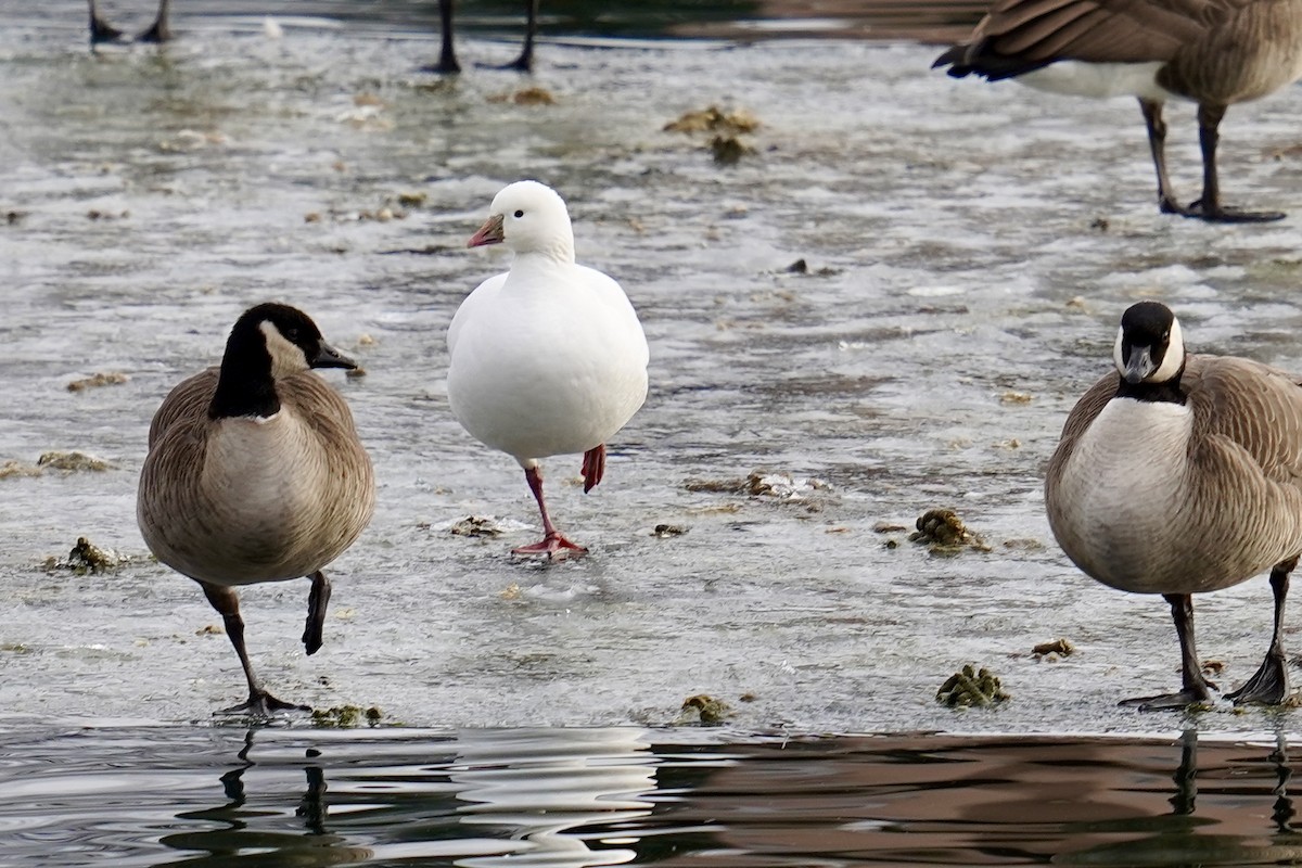 Ross's Goose - ML614187345