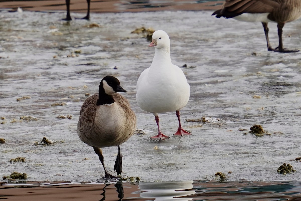 Ross's Goose - ML614187347