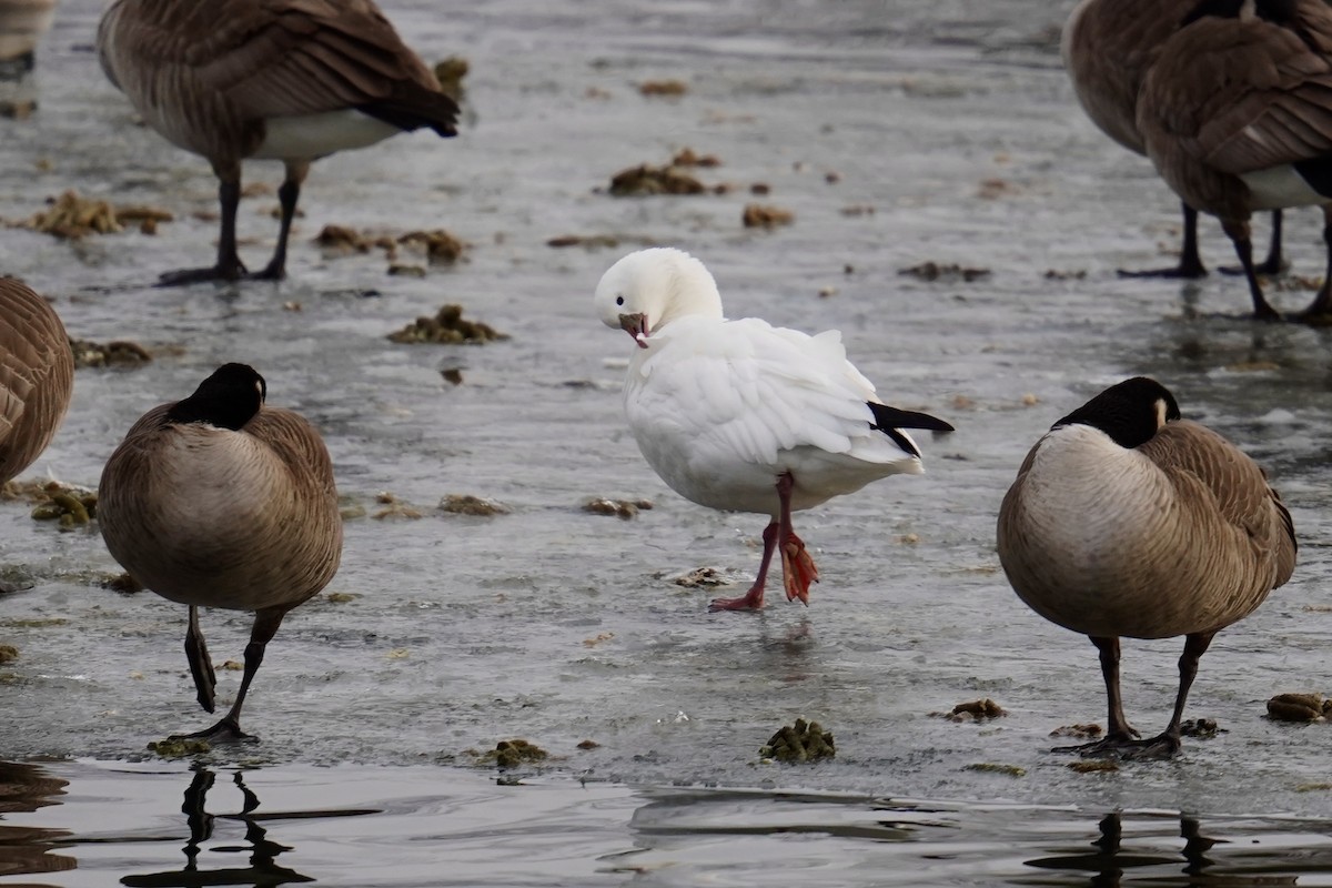 Ross's Goose - ML614187362