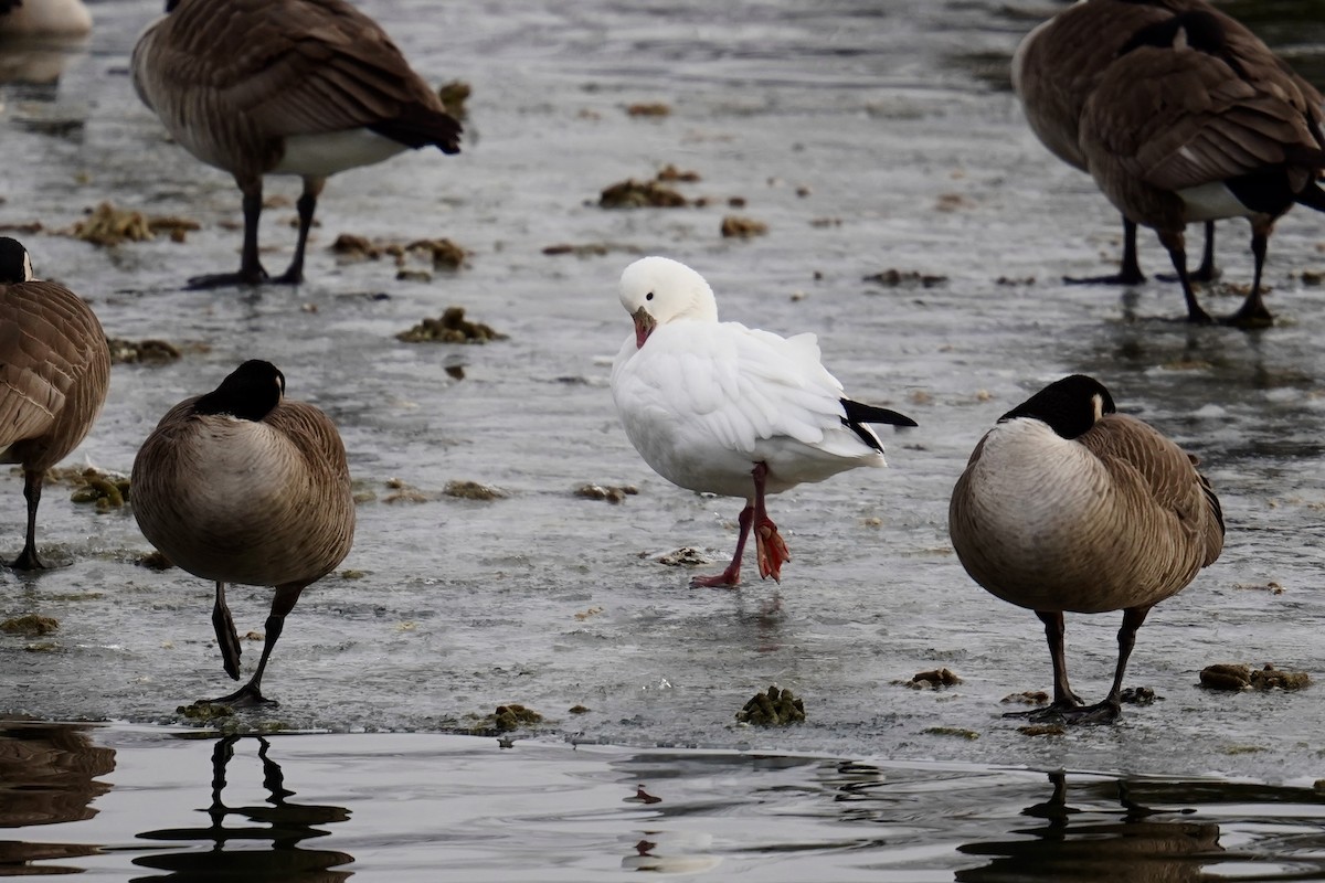 Ross's Goose - ML614187363