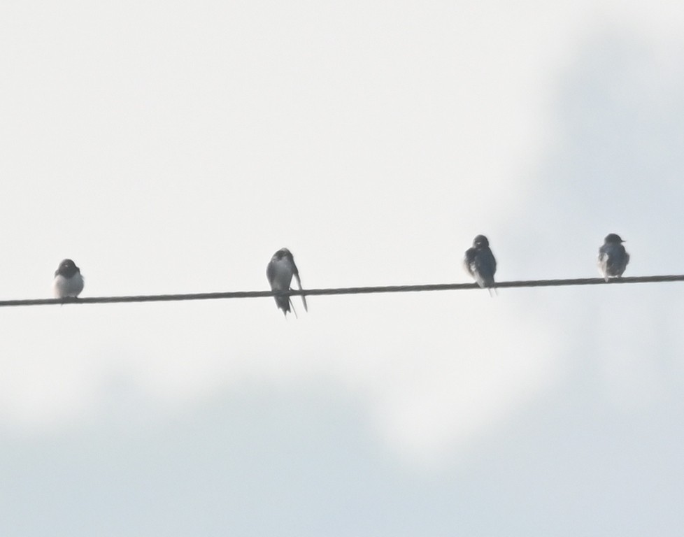 Barn Swallow - Nanda Ramesh