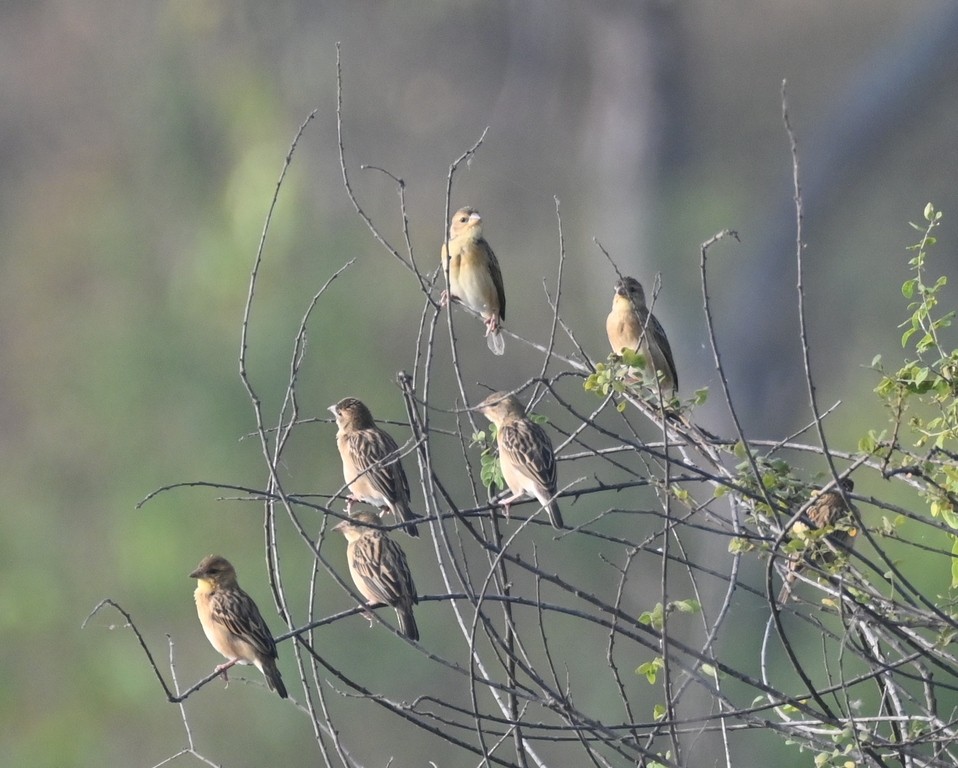 Baya Weaver - Nanda Ramesh