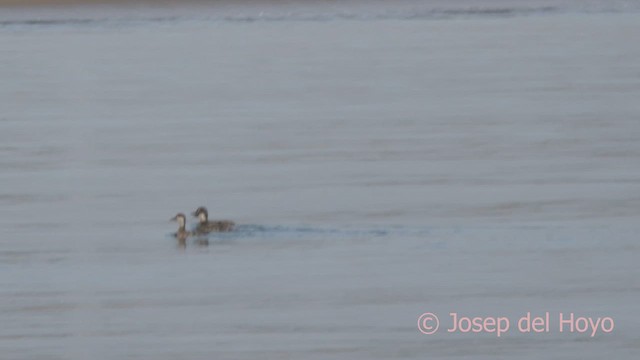 Common Scoter - ML614187417