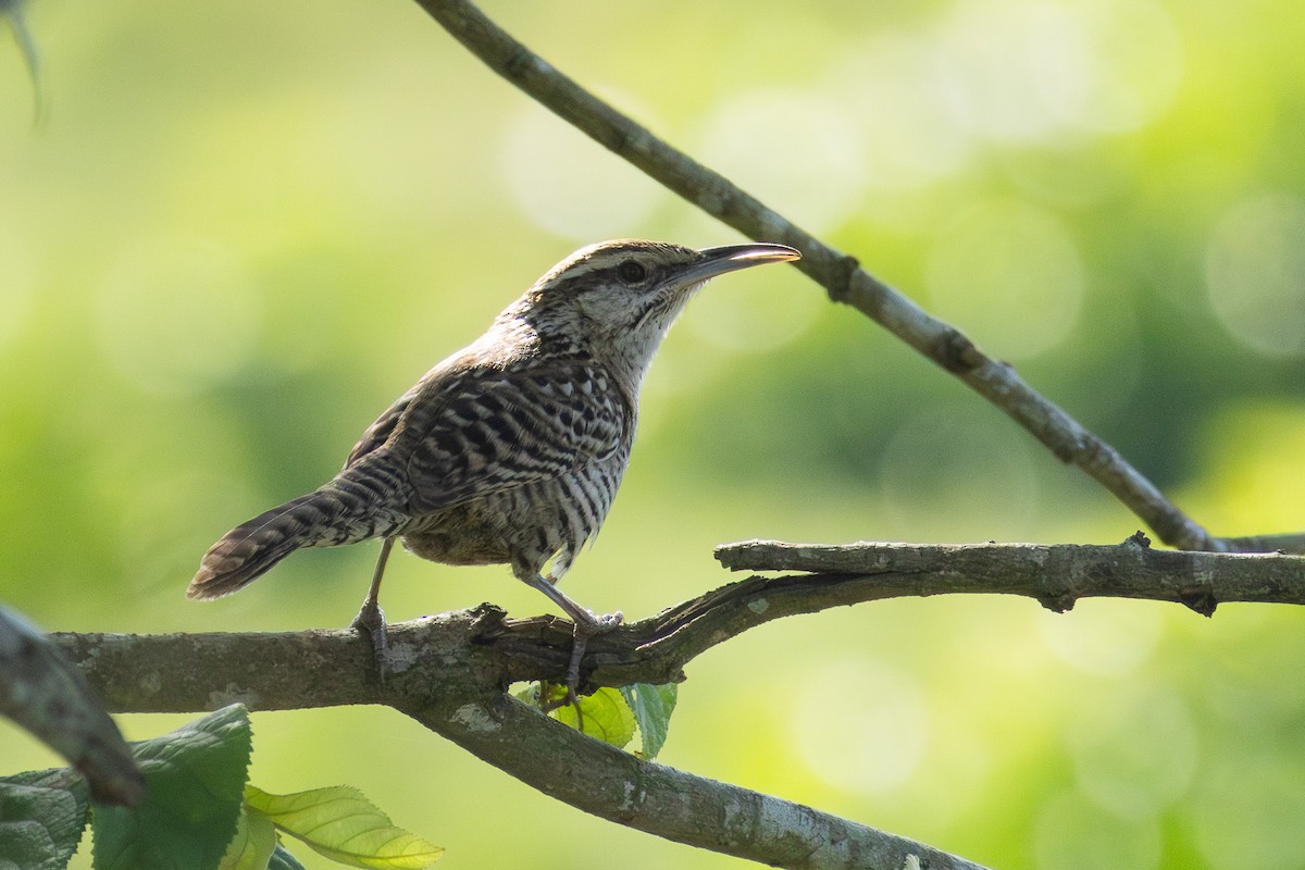 Yucatan Wren - ML614187420