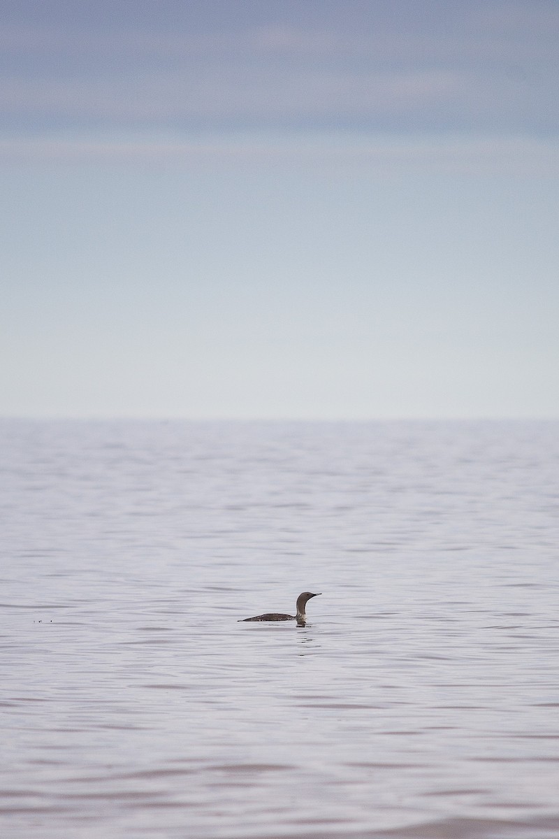 Red-throated Loon - ML614187454