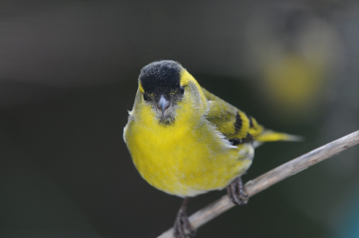 Eurasian Siskin - ML614187455