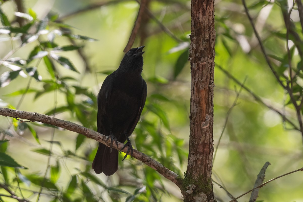 Chopi Blackbird - ML614187489